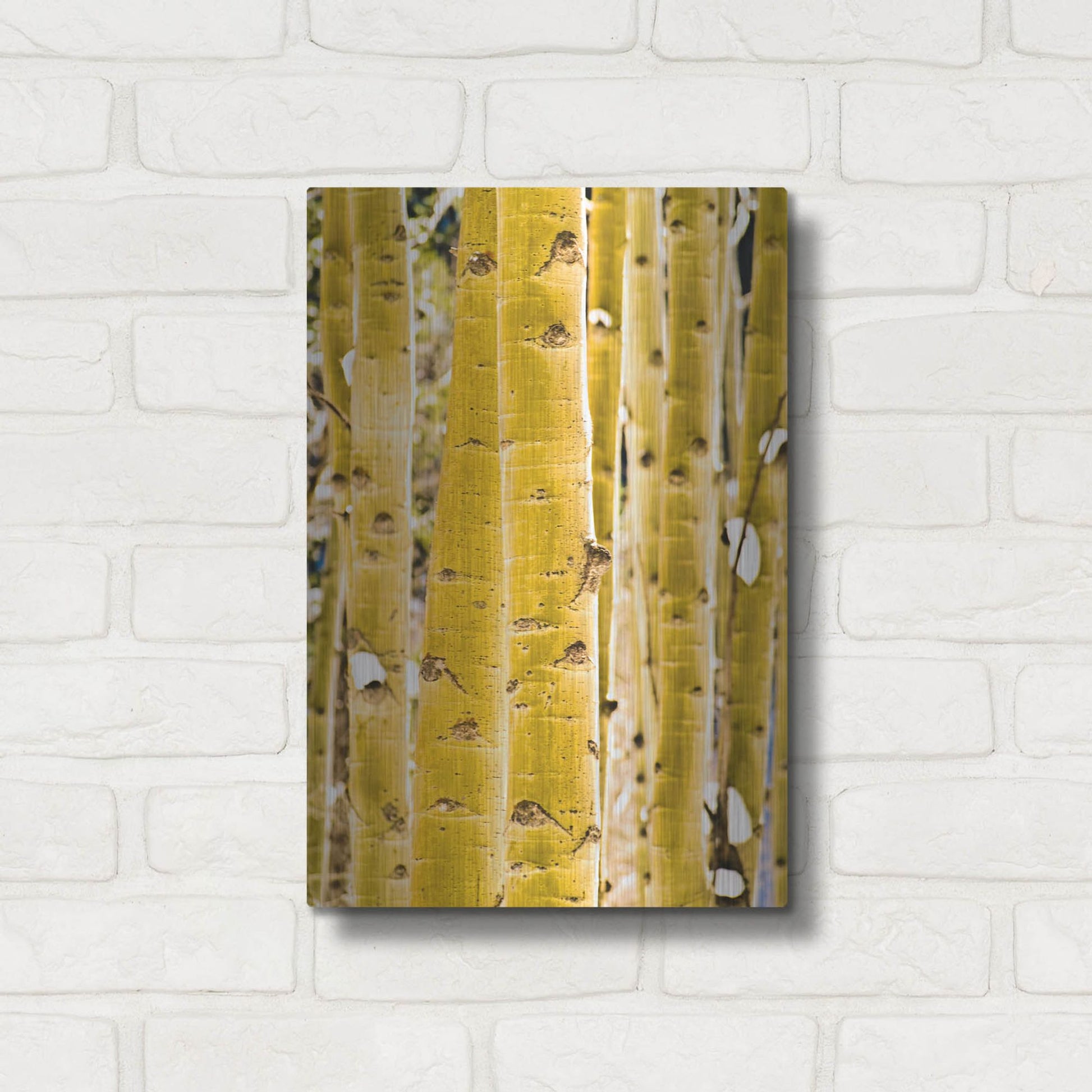 Luxe Metal Art 'Aspen Trunks' by Mark A Paulda, Metal Wall Art,12x16