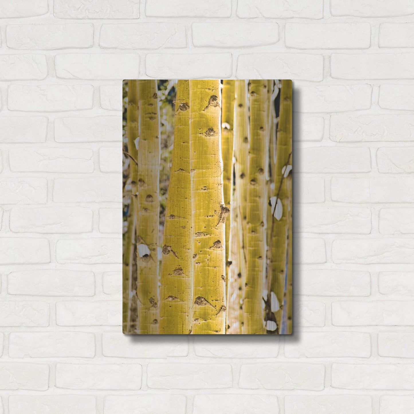 Luxe Metal Art 'Aspen Trunks' by Mark A Paulda, Metal Wall Art,16x24