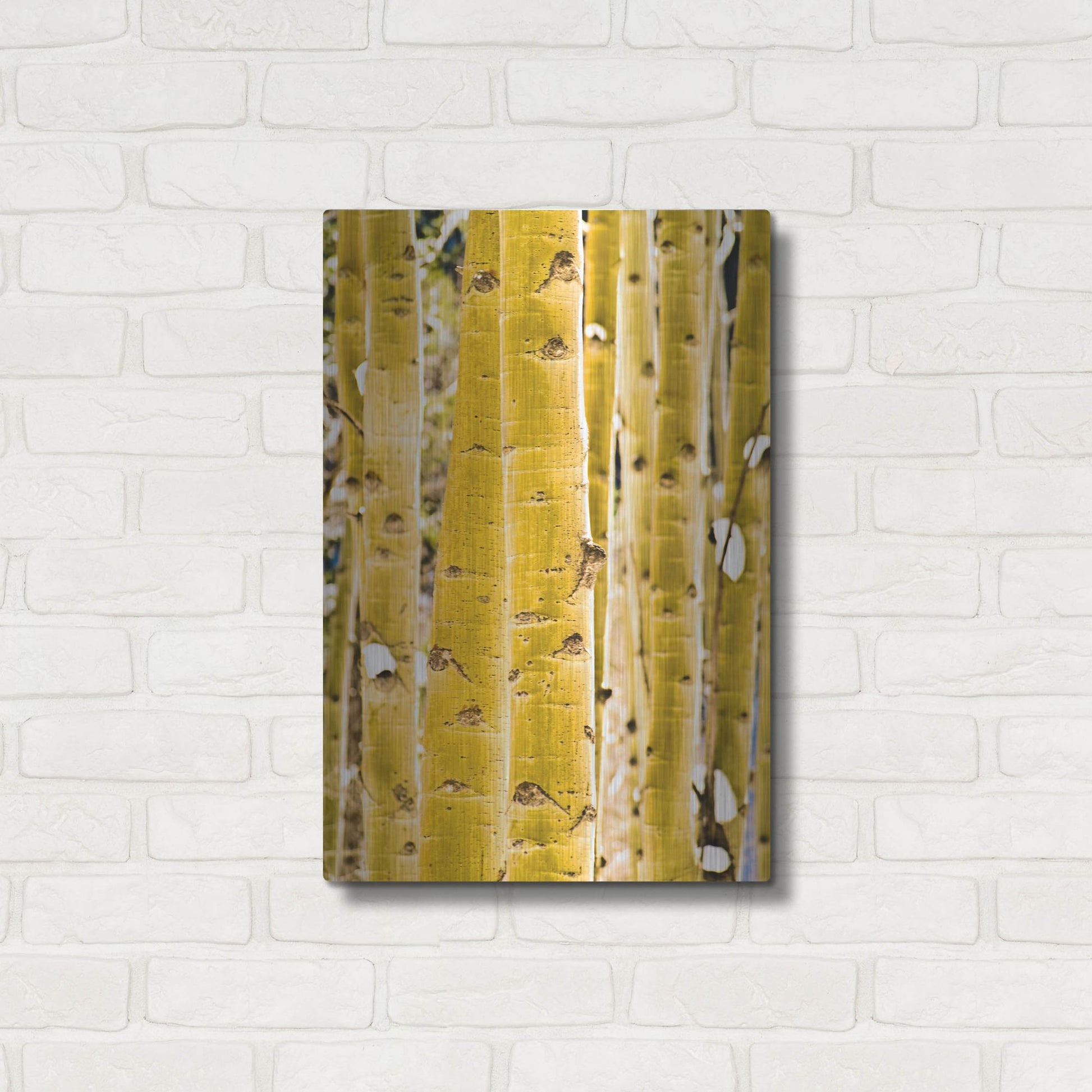 Luxe Metal Art 'Aspen Trunks' by Mark A Paulda, Metal Wall Art,16x24
