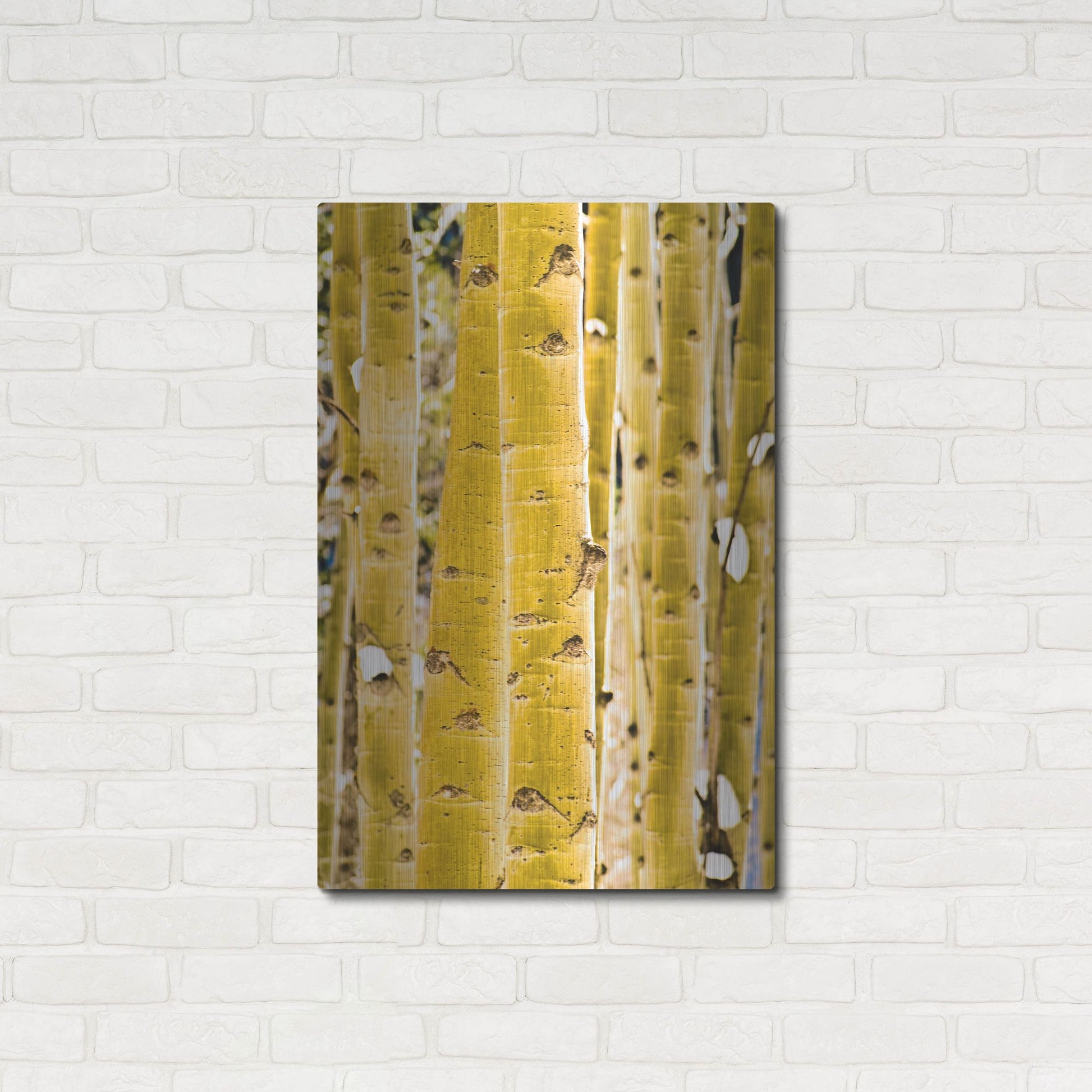 Luxe Metal Art 'Aspen Trunks' by Mark A Paulda, Metal Wall Art,24x36