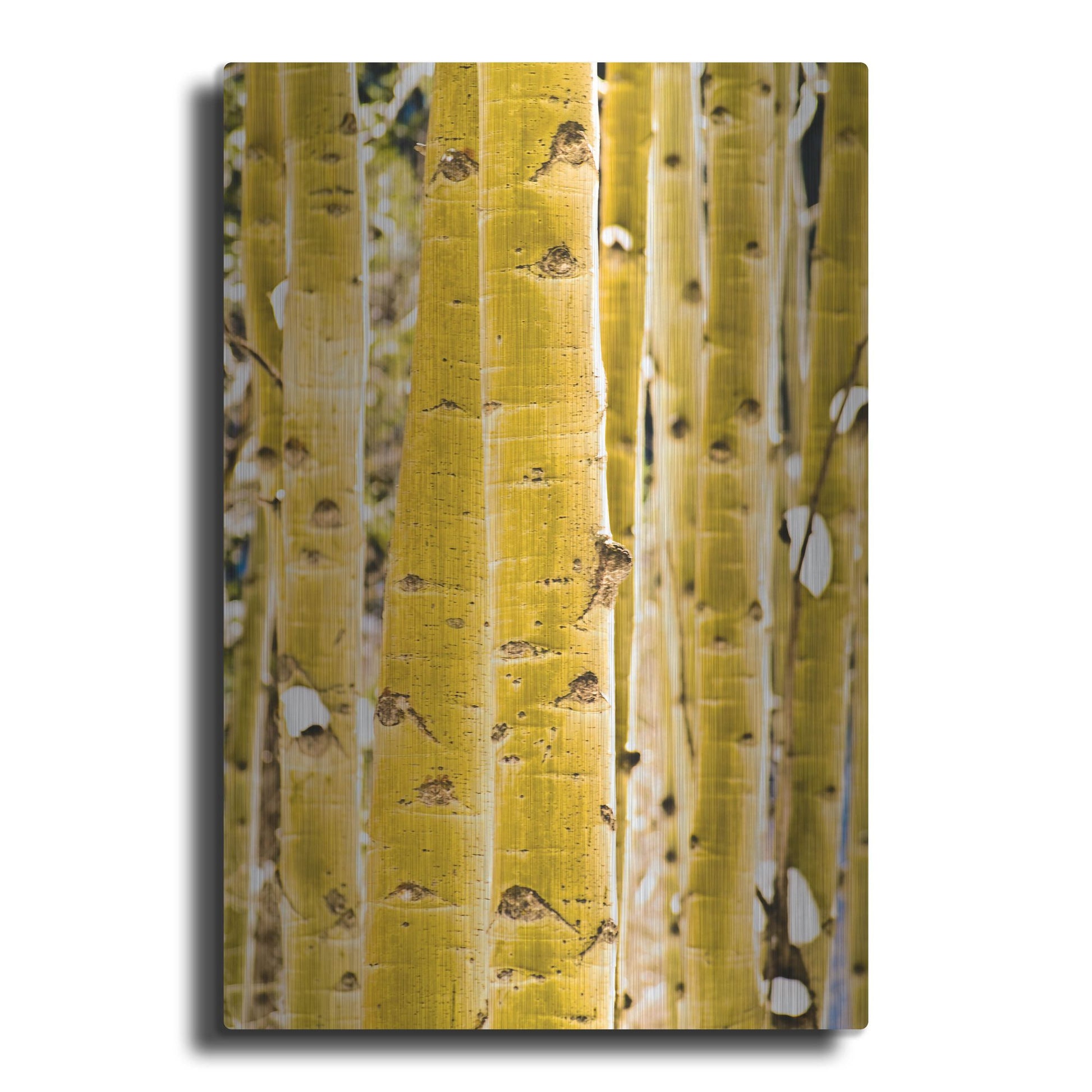 Luxe Metal Art 'Aspen Trunks' by Mark A Paulda, Metal Wall Art