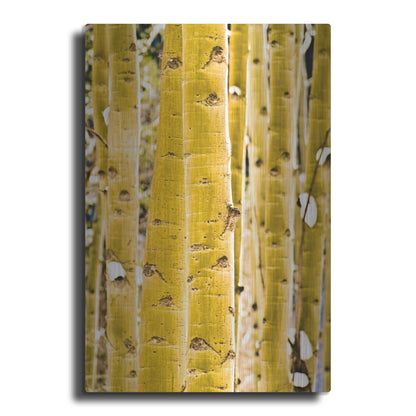 Luxe Metal Art 'Aspen Trunks' by Mark A Paulda, Metal Wall Art