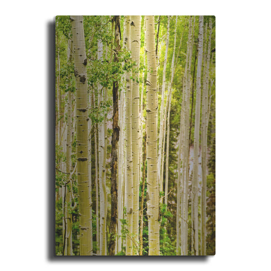 Luxe Metal Art 'Spring Aspens' by Mark A Paulda, Metal Wall Art
