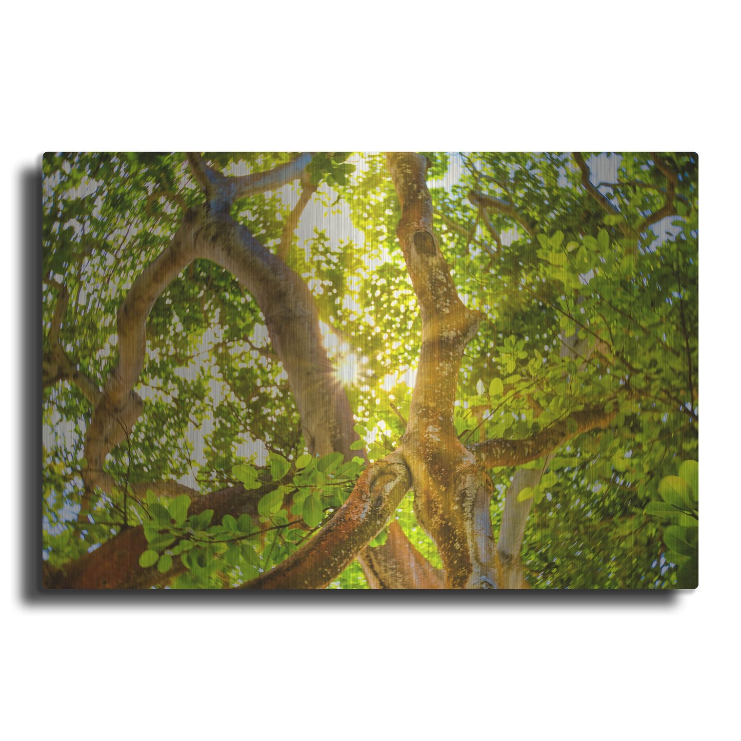 Luxe Metal Art 'Tropical Sun Burst' by Mark A Paulda, Metal Wall Art