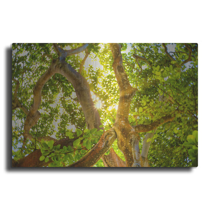 Luxe Metal Art 'Tropical Sun Burst' by Mark A Paulda, Metal Wall Art