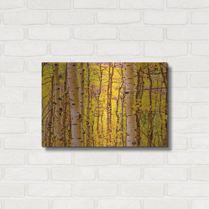 Luxe Metal Art 'Aspen Autumn' by Mark A Paulda, Metal Wall Art,24x16