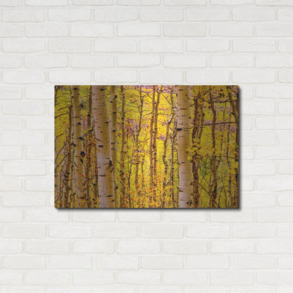 Luxe Metal Art 'Aspen Autumn' by Mark A Paulda, Metal Wall Art,36x24