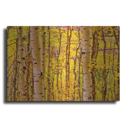 Luxe Metal Art 'Aspen Autumn' by Mark A Paulda, Metal Wall Art