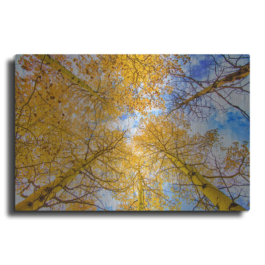 Luxe Metal Art 'Autumn Aspens' by Mark A Paulda, Metal Wall Art