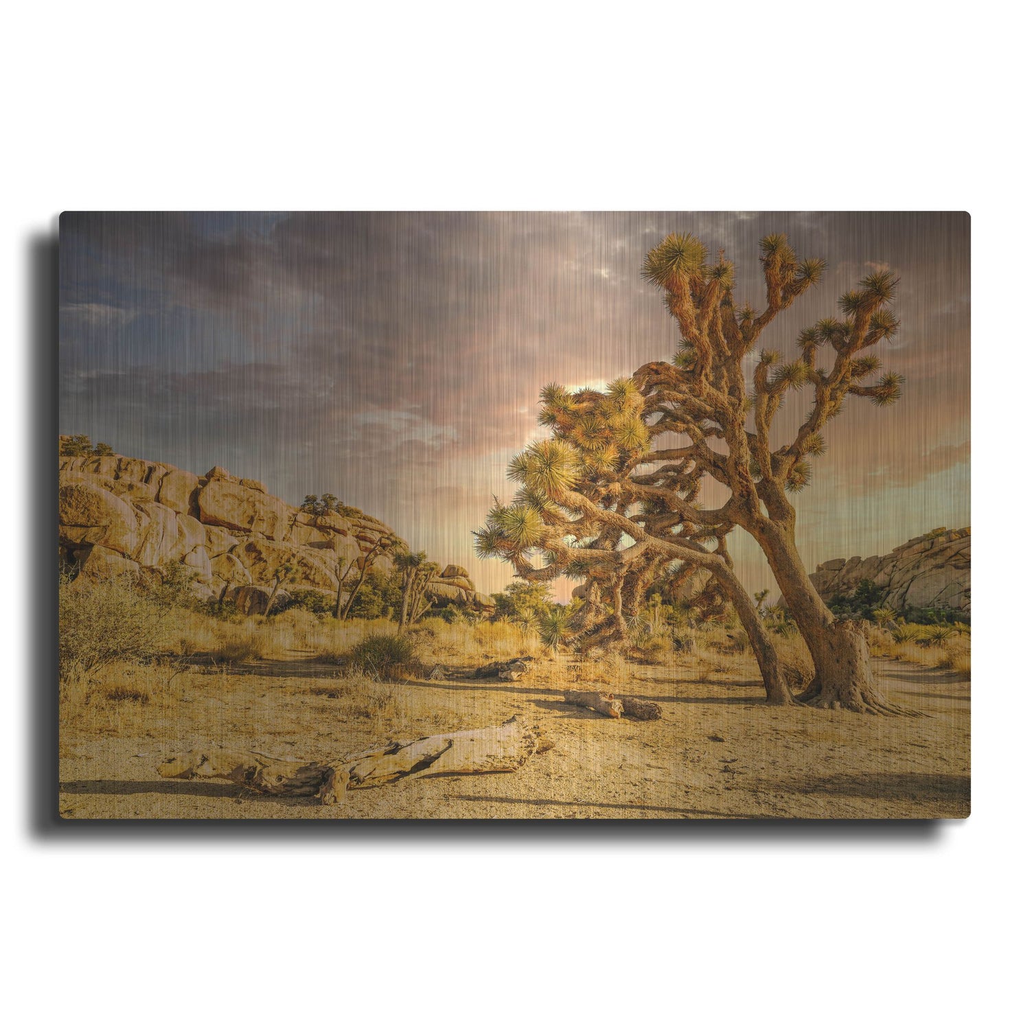 Luxe Metal Art 'Joshua Tree Golden Hour' by Mark A Paulda, Metal Wall Art