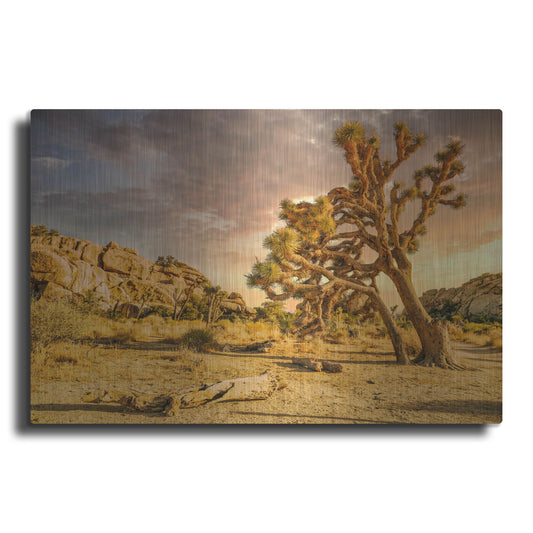 Luxe Metal Art 'Joshua Tree Golden Hour' by Mark A Paulda, Metal Wall Art