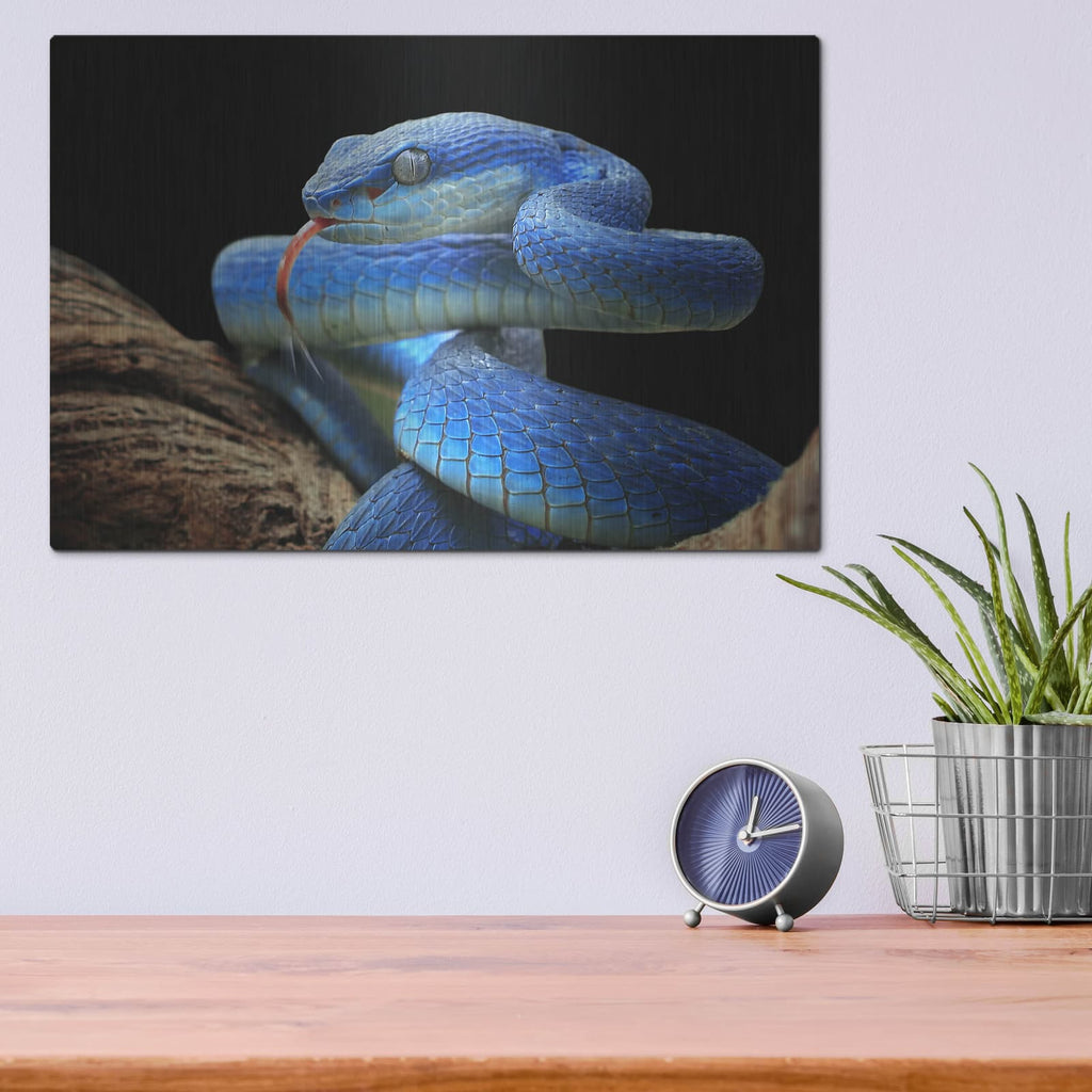 'Blue Viper Snake' by Luxe Metal Portfolio – Metal Wall Art, 16x12 room view