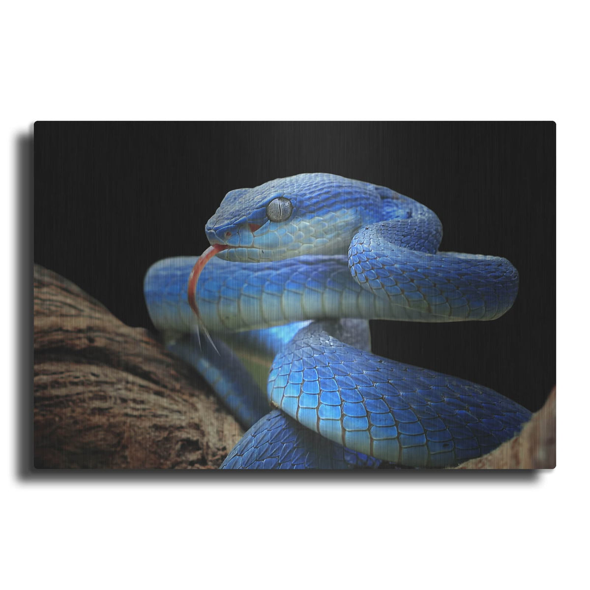 'Blue Viper Snake' by Luxe Metal Portfolio – Metal Wall Art