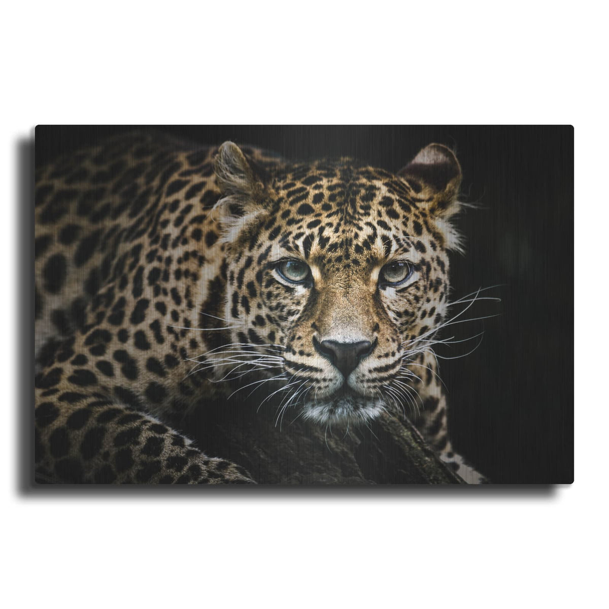 'Leopard on the Hunt' by Luxe Metal Portfolio – Metal Wall Art