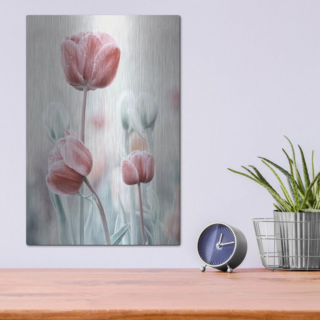 'Pink and White Tulips' by Luxe Metal Portfolio – Metal Wall Art, 12x16 room view