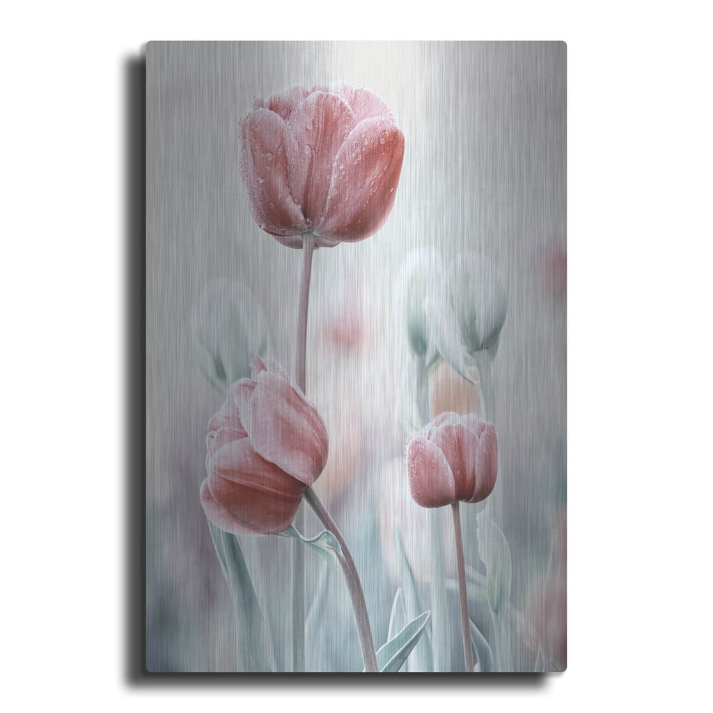 'Pink and White Tulips' by Luxe Metal Portfolio – Metal Wall Art
