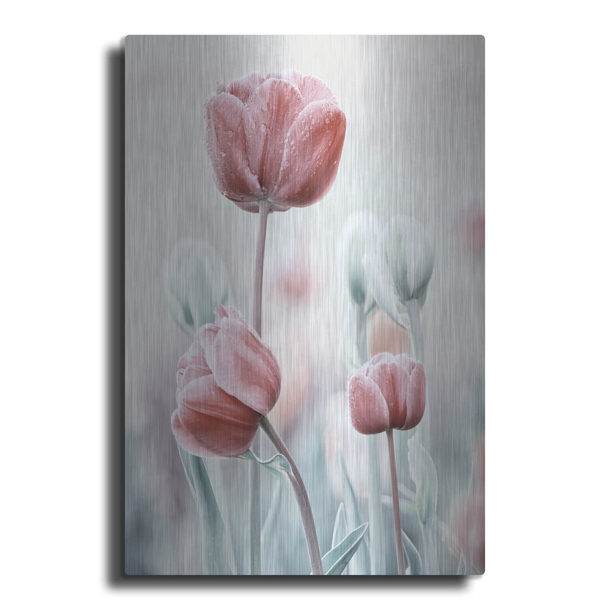 'Pink and White Tulips' by Luxe Metal Portfolio – Metal Wall Art
