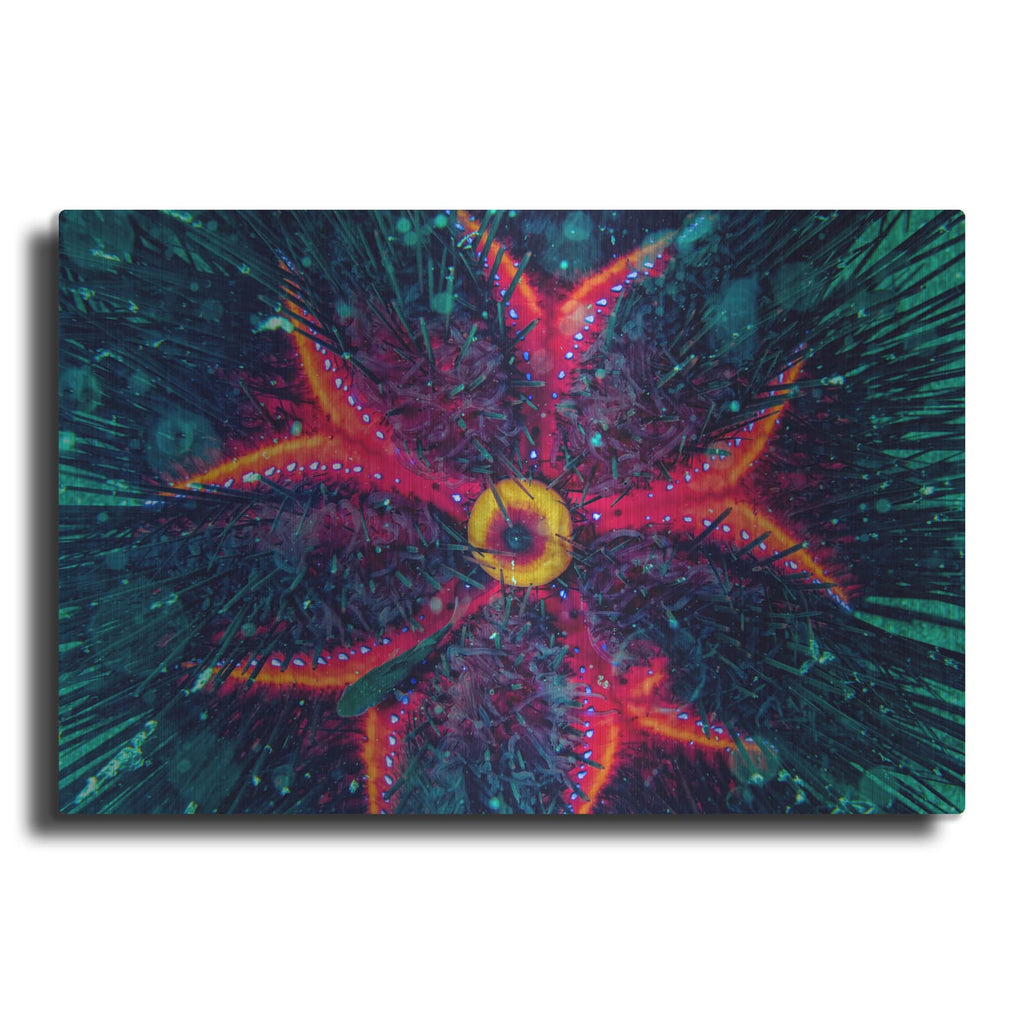 'Sea Urchin Underwater' by Luxe Metal Portfolio – Metal Wall Art