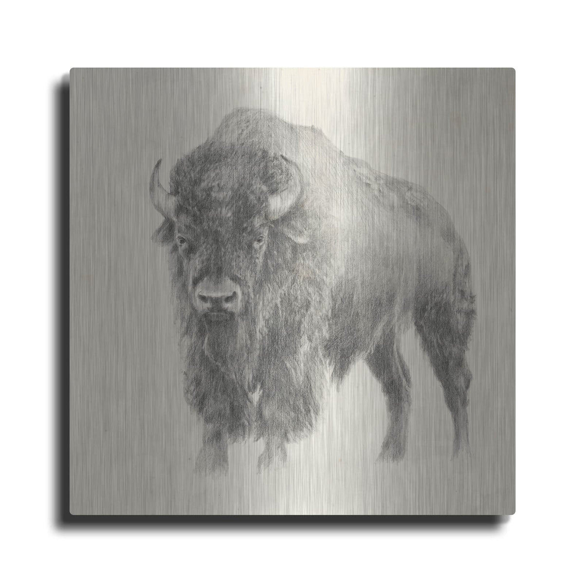 'Western Bison Study' by Ethan Harper – Metal Wall Art