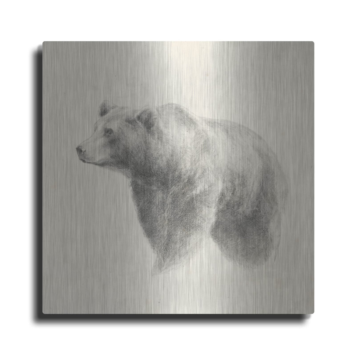 'Western Bear Study' by Ethan Harper – Metal Wall Art