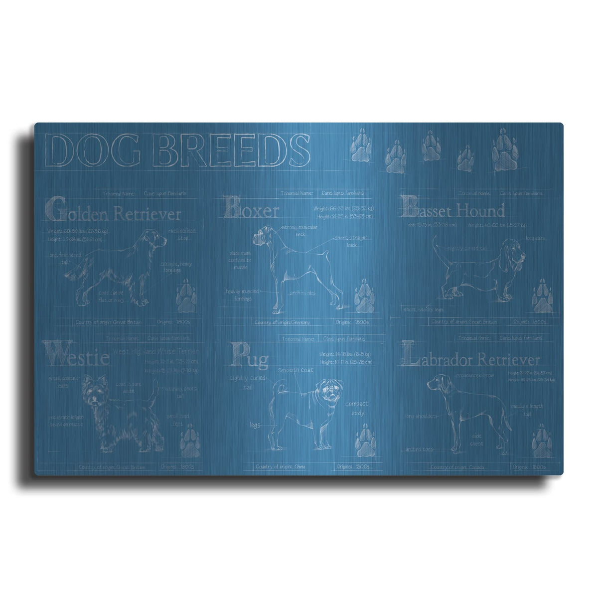 'Dog Breeds Infograph' by Ethan Harper – Metal Wall Art