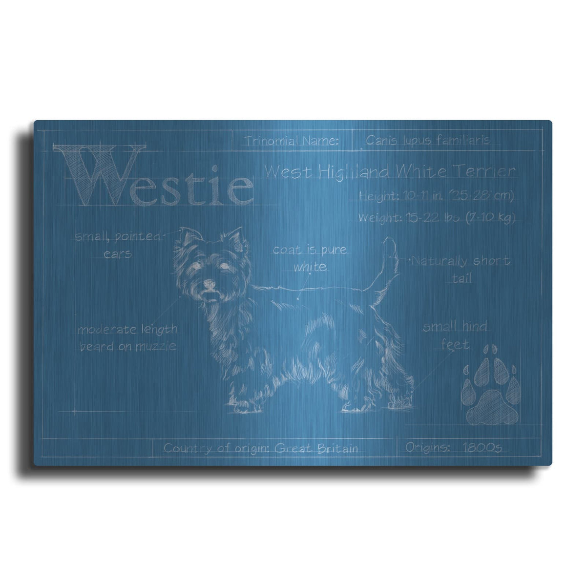 'Blueprint Westie' by Ethan Harper – Metal Wall Art