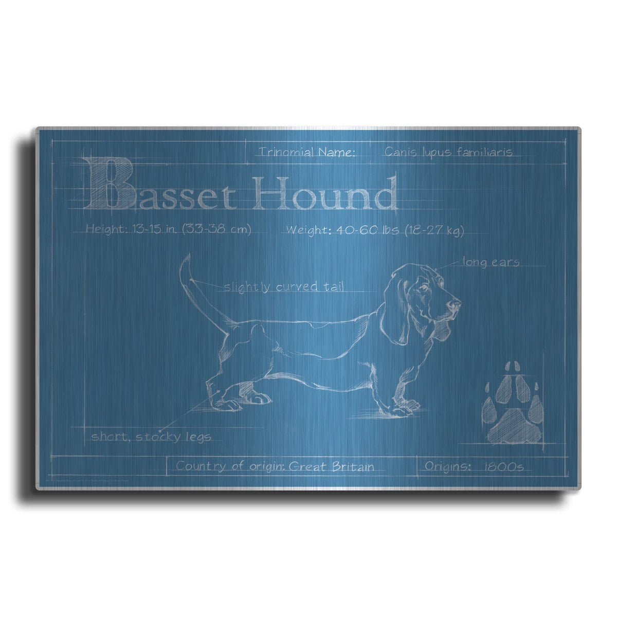 'Blueprint Basset Hound' by Ethan Harper – Metal Wall Art