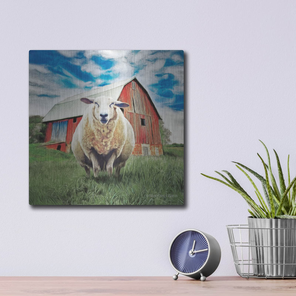 'Sunday Afternoon Sheep Pose' by Bluebird Barn – Metal Wall Art, 12x12 room view
