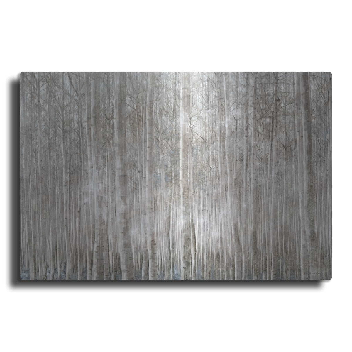 'Birch Trees' by Bluebird Barn – Metal Wall Art