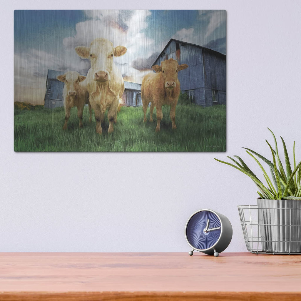 'Three Curious Calves' by Bluebird Barn – Metal Wall Art, 16x12 room view