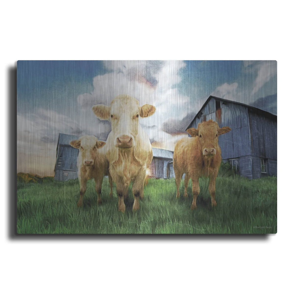 'Three Curious Calves' by Bluebird Barn – Metal Wall Art