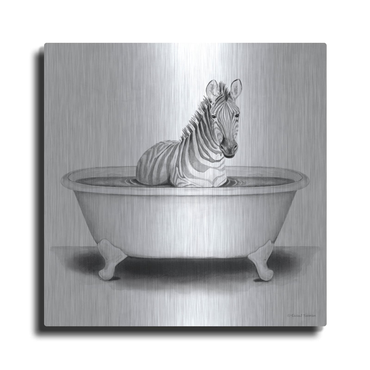 'Zebra in Tub' by Rachel Nieman – Metal Wall Art