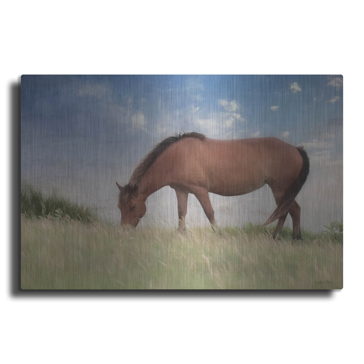 'Assataegue Horse' by Lori Deiter – Metal Wall Art