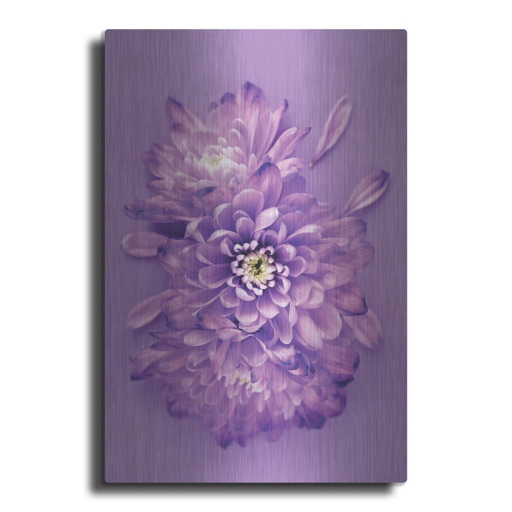 'Lavender Chrysanthemums' by Incado – Metal Wall Art