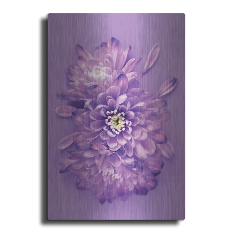 'Lavender Chrysanthemums' by Incado – Metal Wall Art