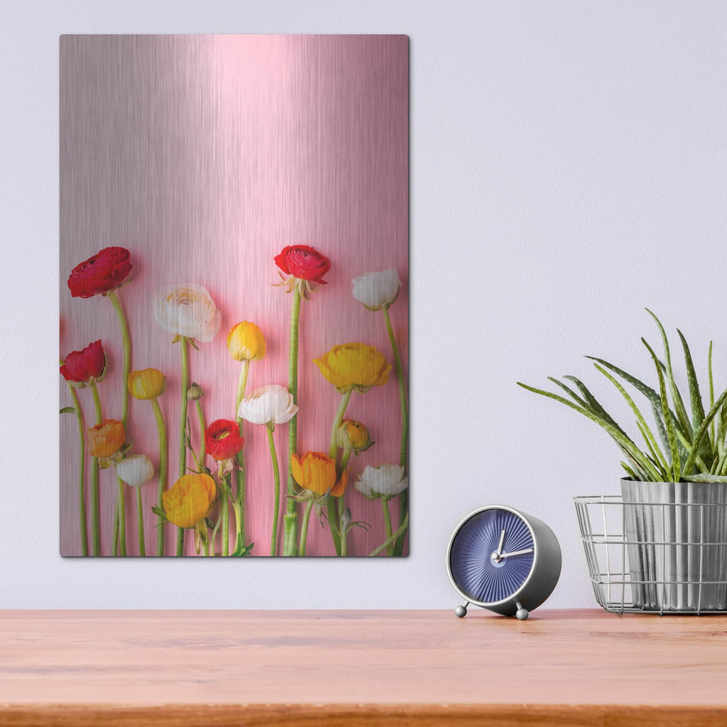 'Vibrant Ranunculus' by Incado – Metal Wall Art, 12x16 room view