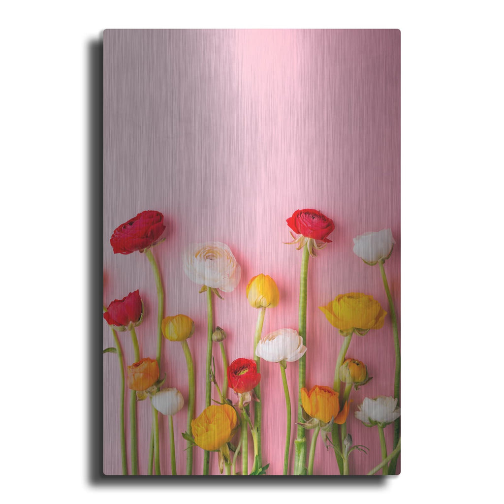 'Vibrant Ranunculus' by Incado – Metal Wall Art