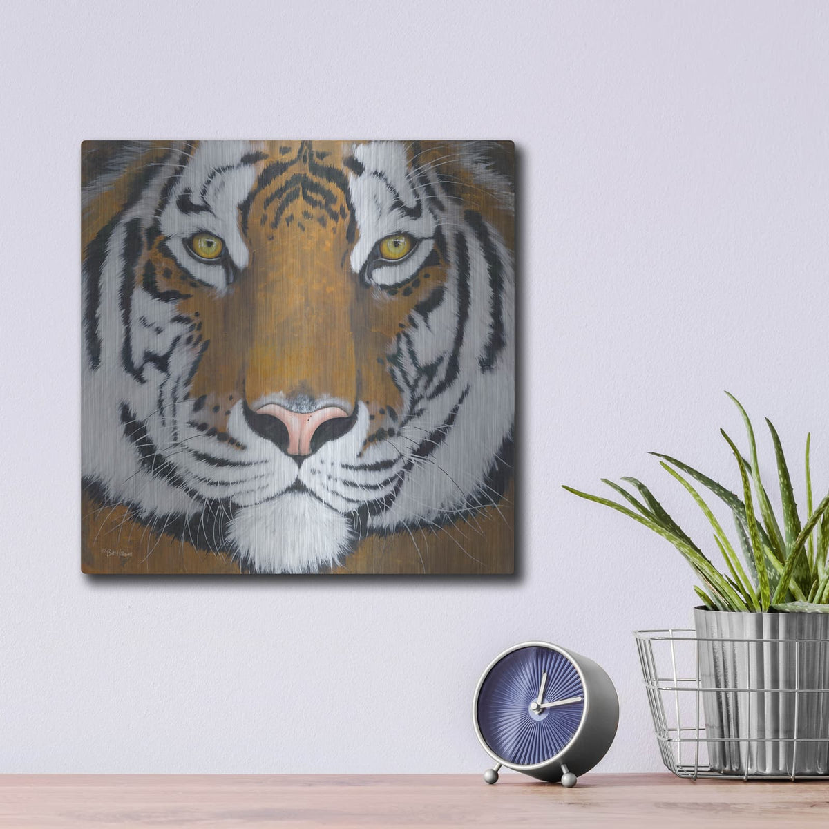 'Tiger Gaze' by Britt Hallowell – Metal Wall Art, 12x12 room view