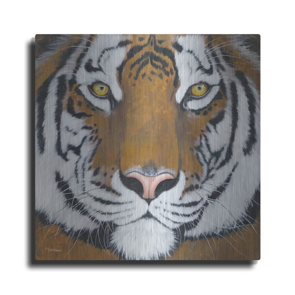 'Tiger Gaze' by Britt Hallowell – Metal Wall Art