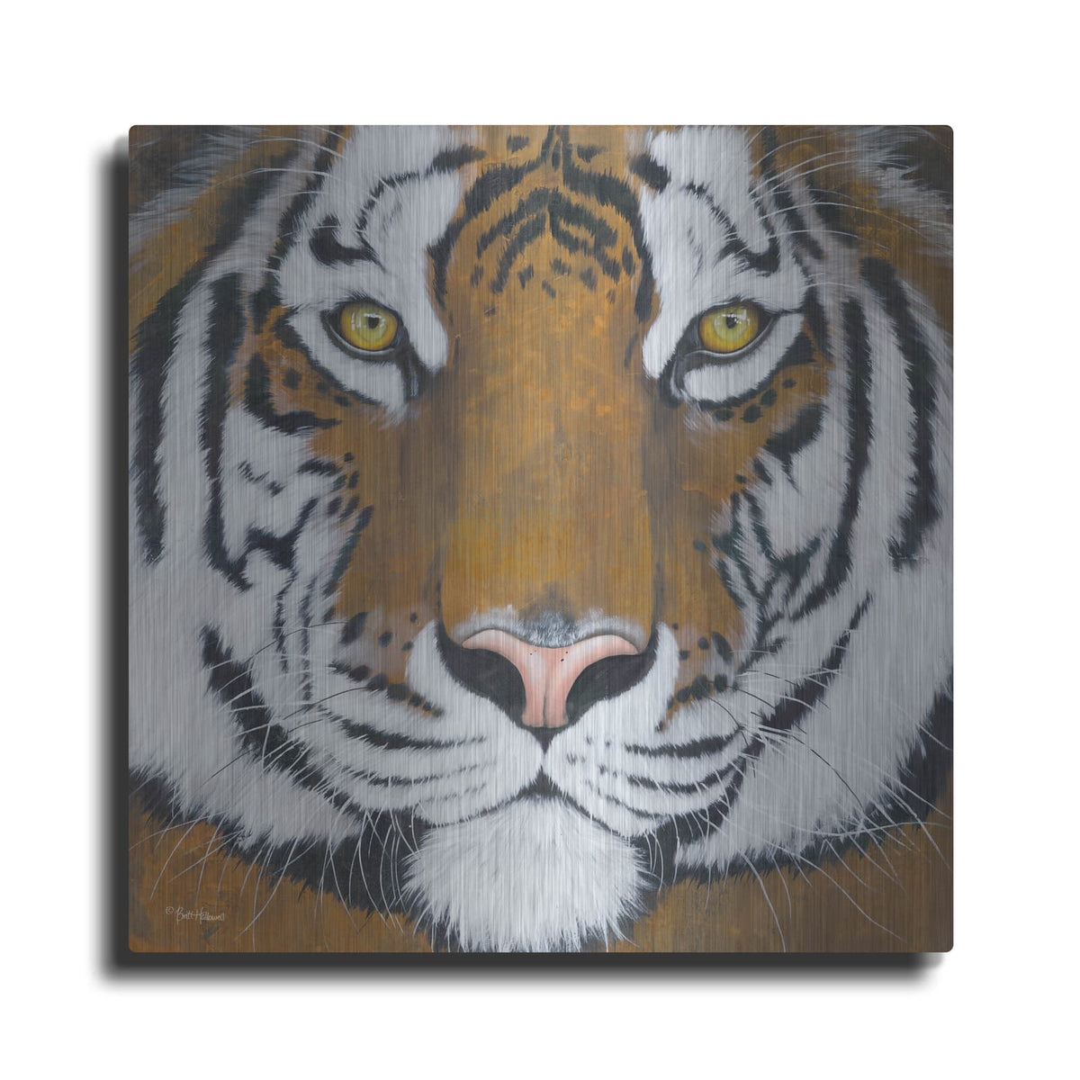 'Tiger Gaze' by Britt Hallowell – Metal Wall Art