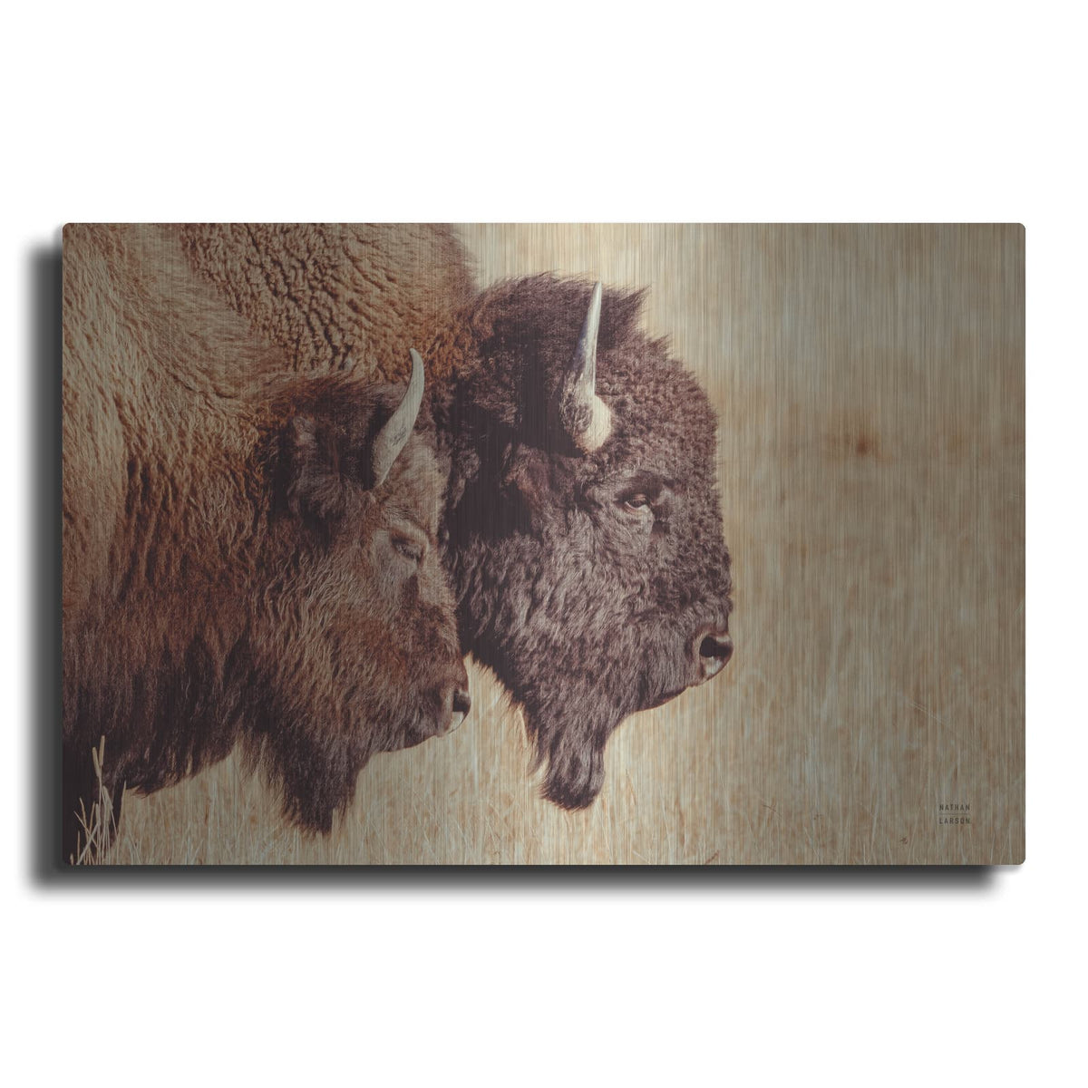 'Bison Pair' by Nathan Larson – Metal Wall Art