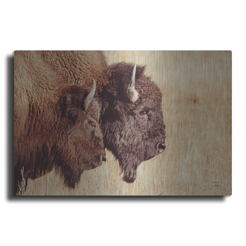 'Bison Pair' by Nathan Larson – Metal Wall Art