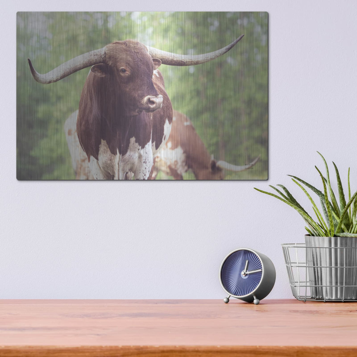 'Longhorn Gaze 1' by Nathan Larson – Metal Wall Art, 16x12 room view