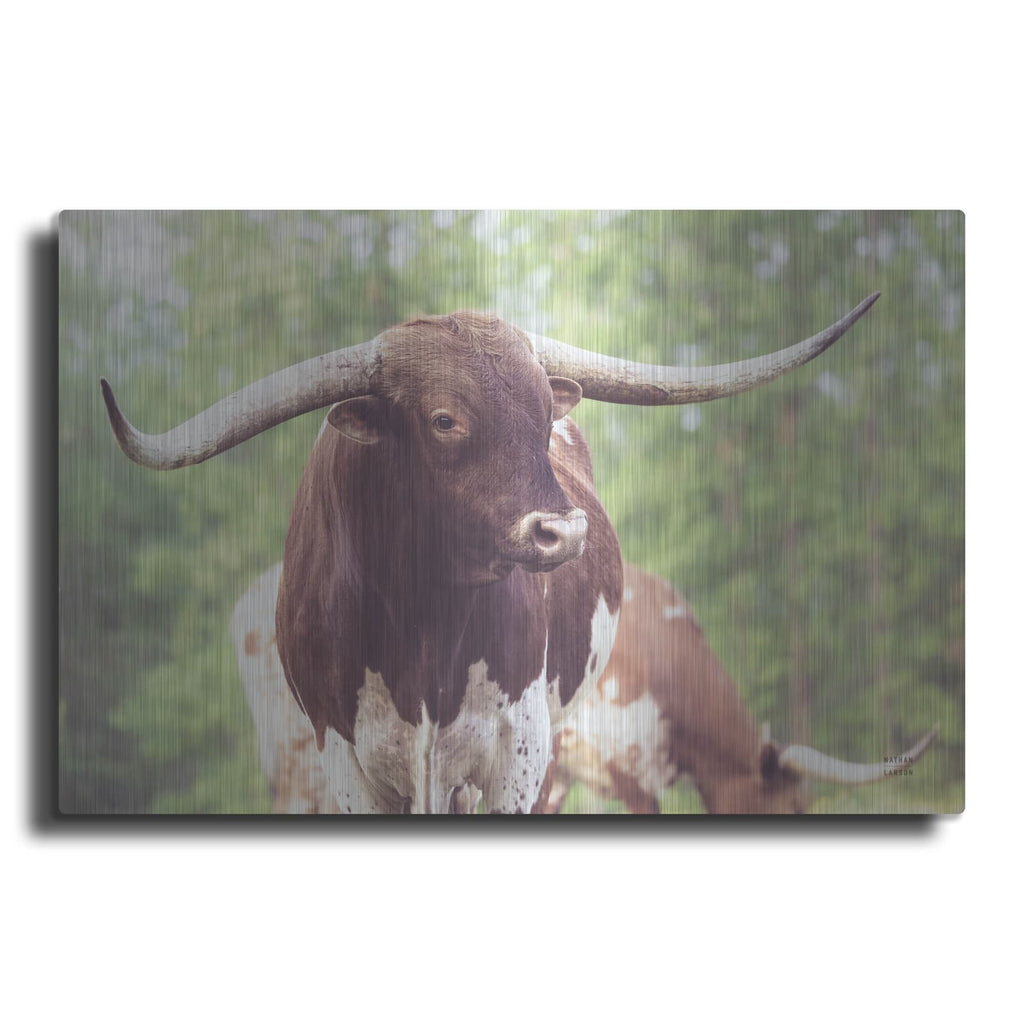 'Longhorn Gaze 1' by Nathan Larson – Metal Wall Art