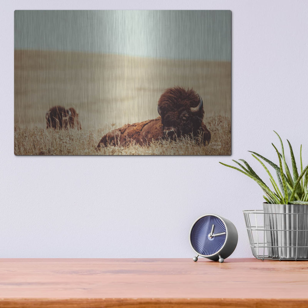 'Tall Grass Bison' by Nathan Larson – Metal Wall Art, 16x12 room view