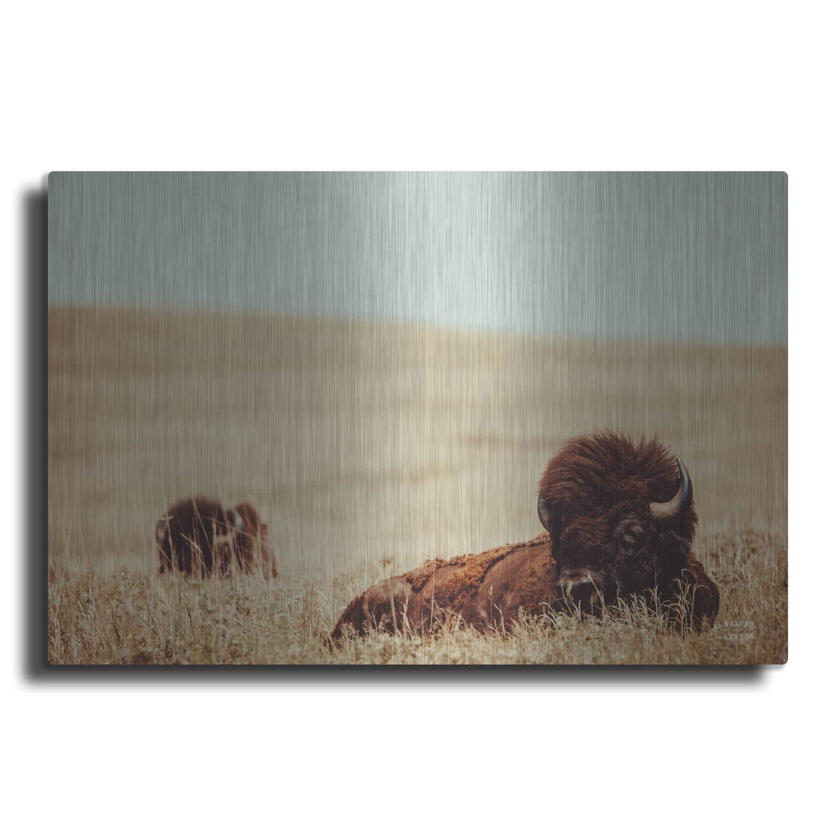 'Tall Grass Bison' by Nathan Larson – Metal Wall Art