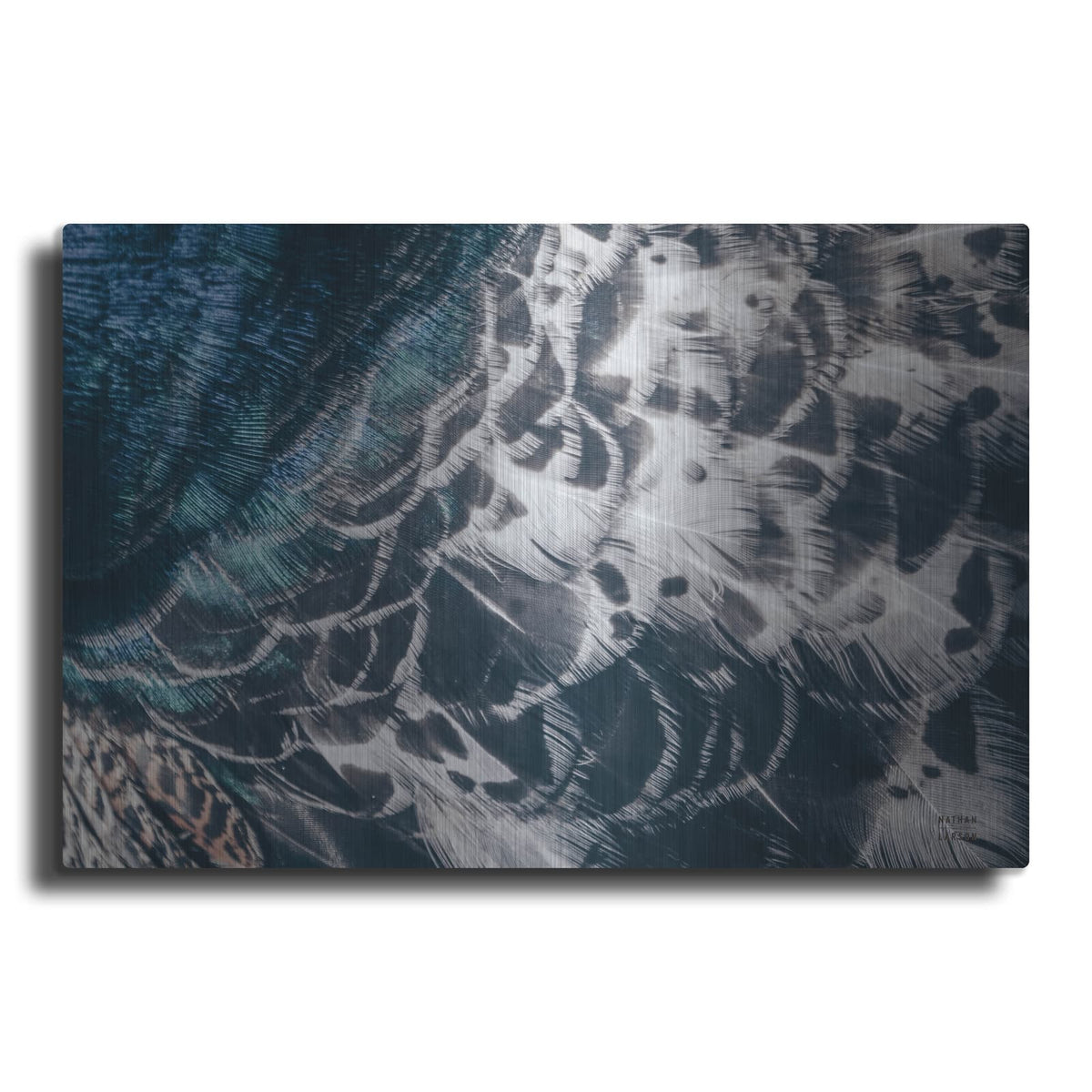 'Peacock Study 1 Horizontal' by Nathan Larson – Metal Wall Art