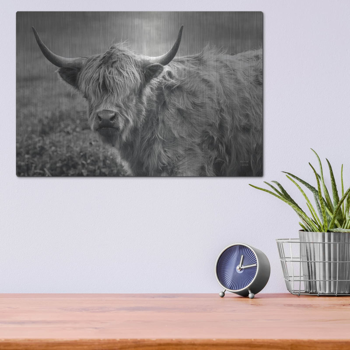 'Highland Cow Spring' by Nathan Larson – Metal Wall Art, 16x12 room view