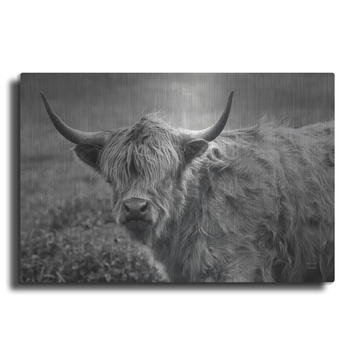 'Highland Cow Spring' by Nathan Larson – Metal Wall Art