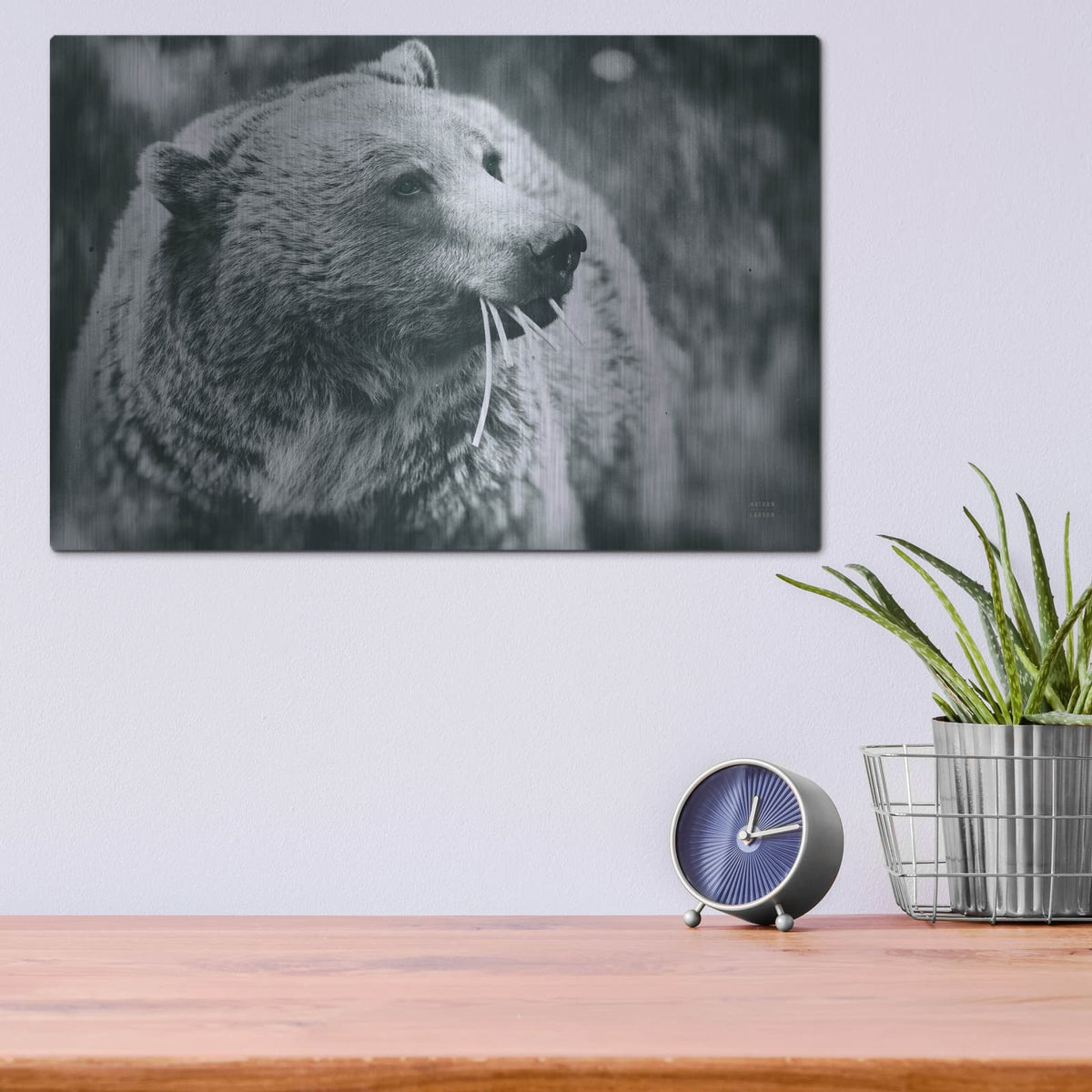 'Grizzly Snack' by Nathan Larson – Metal Wall Art, 16x12 room view